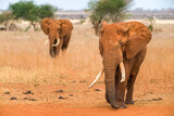 Fototapeta Sawanna - African bush elephants walking in line (loxodonta africana), Ngutuni Game Reserve, Tsavo, Kenya