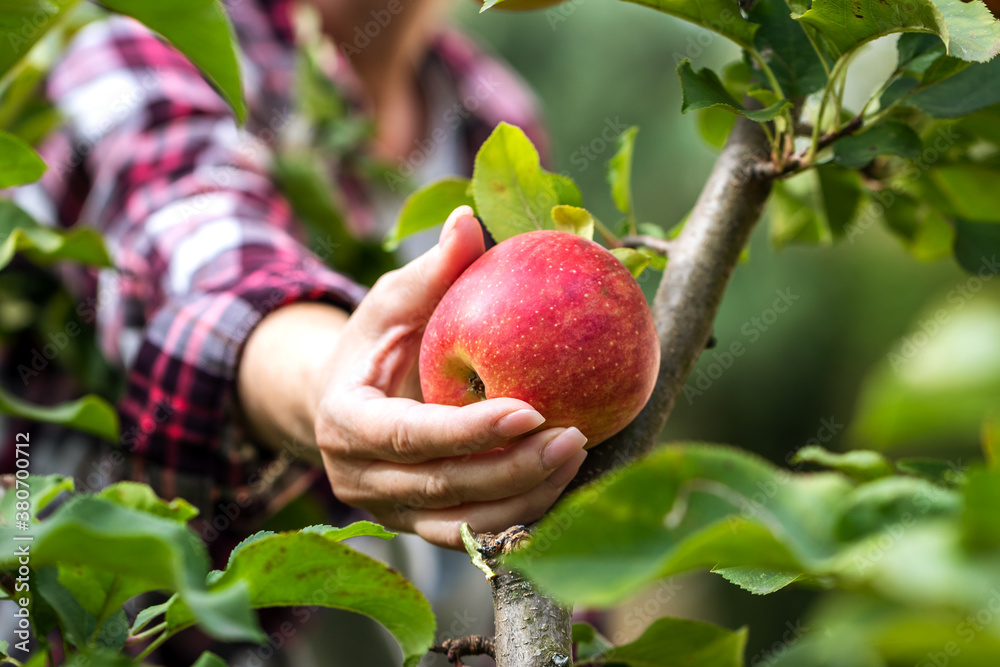 Farmer picking red apple from tree - obrazy, fototapety, plakaty 