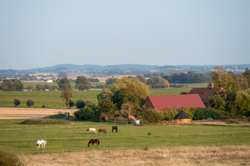 Wall Mural - The Swedish flat farmlands with horses and farms during late summer in the landscape of Skåne (Scania)