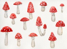 Watercolor Paintings Of Fly Agaric