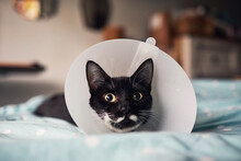 Cat Recovering From An Operation With A Cone Collar On Her Head