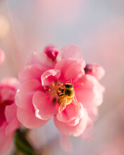 Cherry Blossoms And Bee
