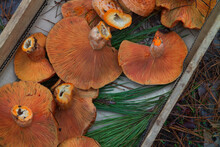 Wild Pine Mushrooms In A Forest