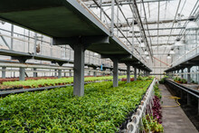 Perspective Of Greenhouse Being Growing Plants