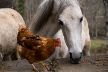 Horse And Chicken In Free Roaming Farm