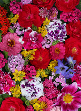 Summer Flower Background With Red Garden Roses, Carnations And Petunias.