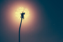 Seed Head Of Dandelion Blocking The Sun