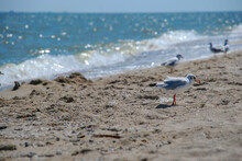 Seagull Walks Along The Coast Of The Sea Of Azov