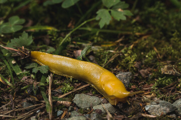 yellow banana slug snail on ground