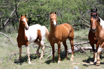 Paint Horse