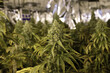 © Fatima Guisado/ADDICTIVE STOCK - Green bushes of Cannabis plants growing in greenhouse with lab equipment for pharmaceutical industry