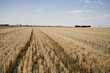© Jesus Zapatero/ADDICTIVE STOCK - Agricultural field with dry golden grass after harvesting crop under blue clear sky