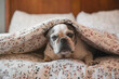 © Jordi Calvera/ADDICTIVE STOCK - Adorable French Bulldog lying on bed under soft blanket and resting at home while looking at camera