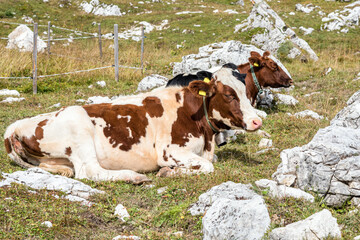 Cows in a high mountain grassy field dotted with rocks on a summer day