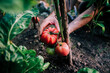 © Pol Sole/ADDICTIVE STOCK - Crop anonymous gardener picking ripe red eco tomatoes from green plant while harvesting vegetables in garden in summer day