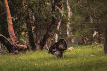 Horizontal Image Of Male Toms Wild Turkey Displaying Their Plume Of Puffed Feathers And Red And Blue Gobble To Prospective Female Mates In A Green Field With Forest Trees In The Background.