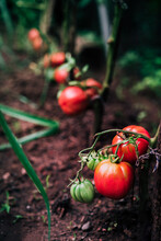 Ripe Red Tomatoes On Branch Of Tomato Plant Growing On Soil In Garden