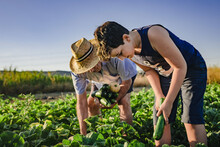 Unrecognizable Male Farmer In Hat Working In Field With Kid And Together Picking Ripe Zucchini In Summer Day In Countryside