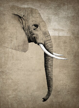 Illustration Of Elephant With White Tusks