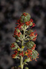 Poster - brazilian mamona of the species ricinus communis