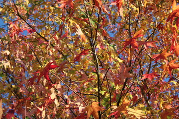 The splendor of fall foliage