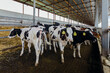 Holstein Frisian diary cows in free livestock stall