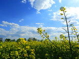 Fototapeta Pomosty - słoneczny dzień, pogodny, niebo, błękit, chmury,  rzepak,  żółty, roślina, horyzont, światło słoneczne, dzień, wiosna, kolor, piękny, naturalny, niebieski