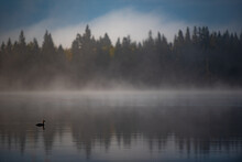 Duck Swimming On Calm Lake With Mist In Background