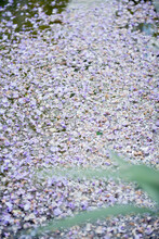 A Large Fleck Of Purple Petals