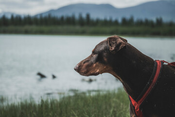 Wall Mural - portrait of a doberman on the water