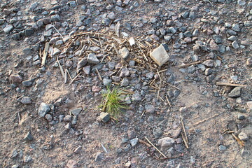 Wall Mural - stones on the ground near the road lit by the sun