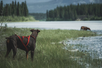 Wall Mural - dogs on the river