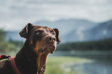 Wall Mural - portrait of a doberman on the water