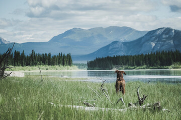 Wall Mural - person with a dog on the water