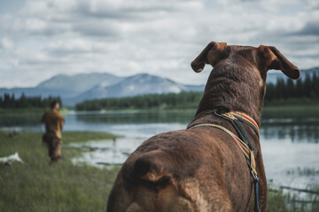 Wall Mural - dog on the water
