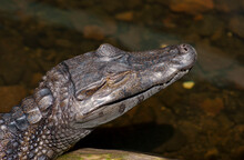 Young Alligator Close - Up