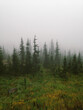 © Rialto Images/Stocksy - Evergreen forest in heavy fog