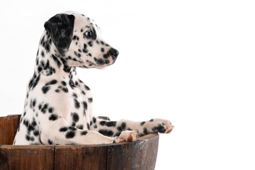 Wall Mural - side dog dalmatian into the wood vase