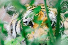 Tiger Peeking Through Fence