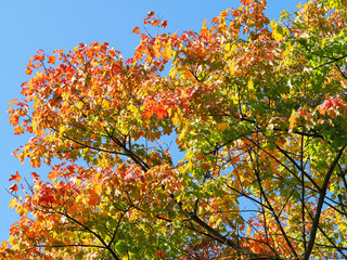 Maple tree with beautiful early autumn foliage and a blue sky background