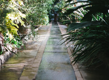 A Path Through A Tropical Glasshouse.
