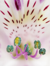 Macro Photograph Looking Down Inside An Alstroemeria Blossom
