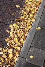 Gutter Filled With Fallen Leaves From The Limetrees