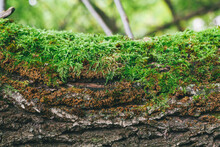 Green Moss On Bark