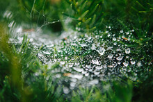Spider Web Covered In Dew