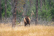 A large elk bugling to his Harim 