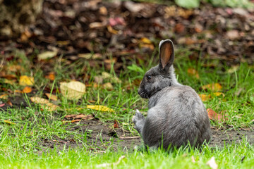 one cute grey rabbit sitting on the green grass ground with one foot up and get ready to do some cleaning