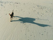 © Rowena Naylor Photography/Stocksy - Tiny dog with huge shadow on a beach