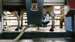 © Deirdre Malfatto/Stocksy - cow being milked by a robot