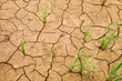 © Bisual Studio/Stocksy - Dry land in a rice field